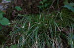 Longstalk sedge